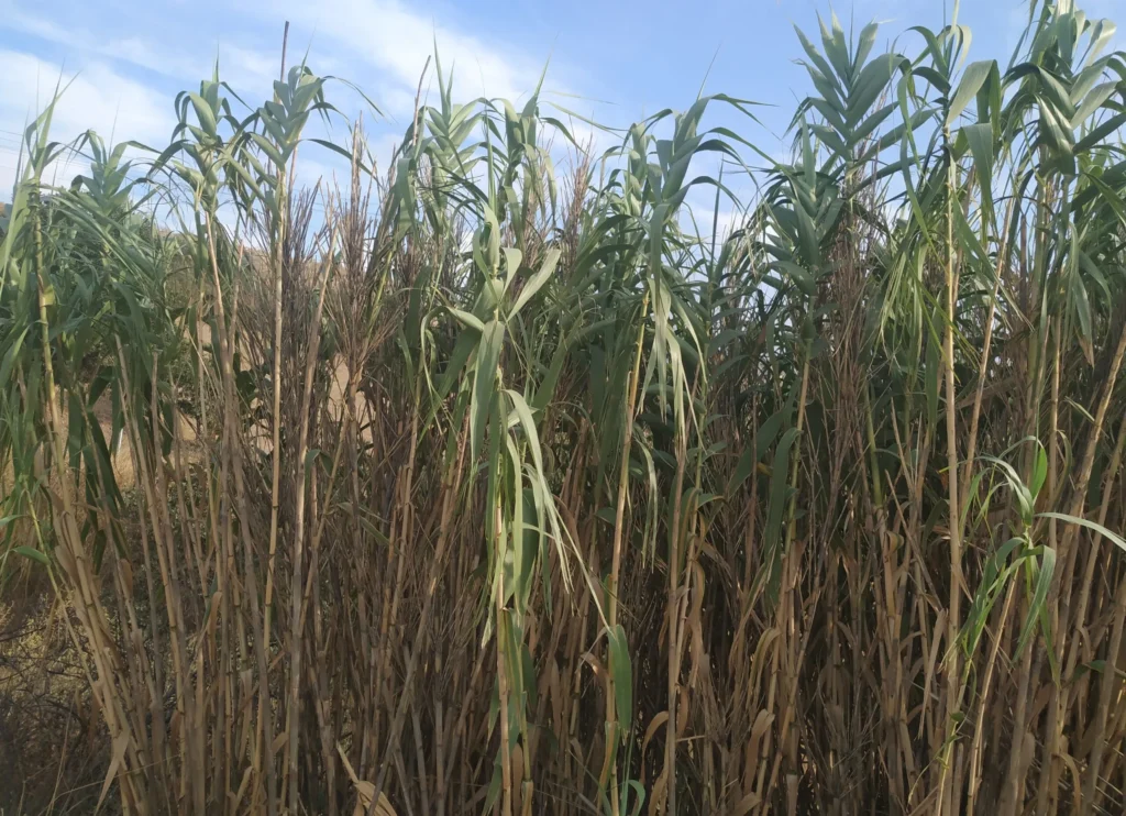 Arundo Donax Habitus Scaled 1 1024x742