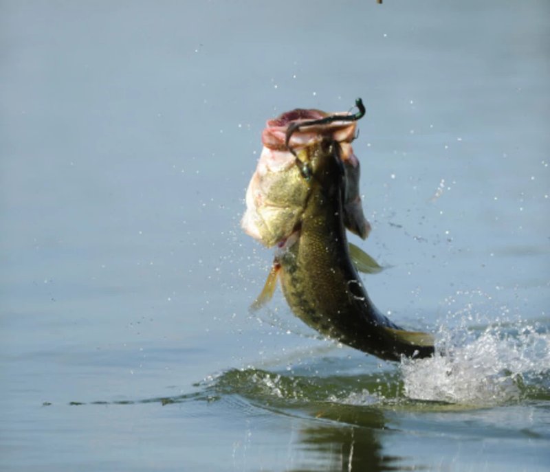 Tauchen Sie in das Big Bass Splash Demo ein und gewinnen Sie Millionen in, big bass splash kostenlos